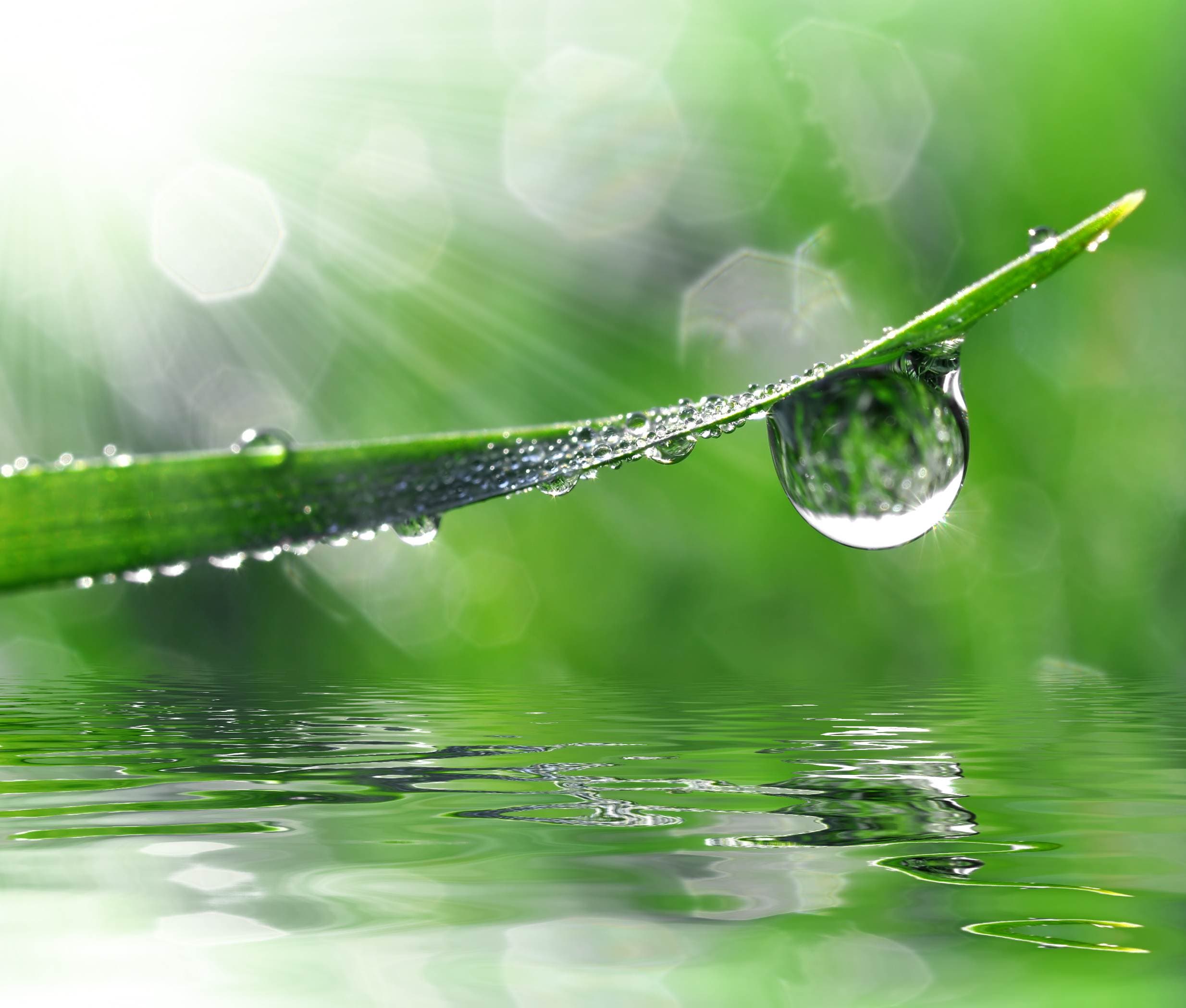 Heilkräuter in der Natur