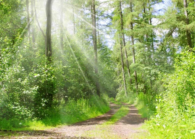 Forest Bathing: Warum Waldtherapie messbar heilt