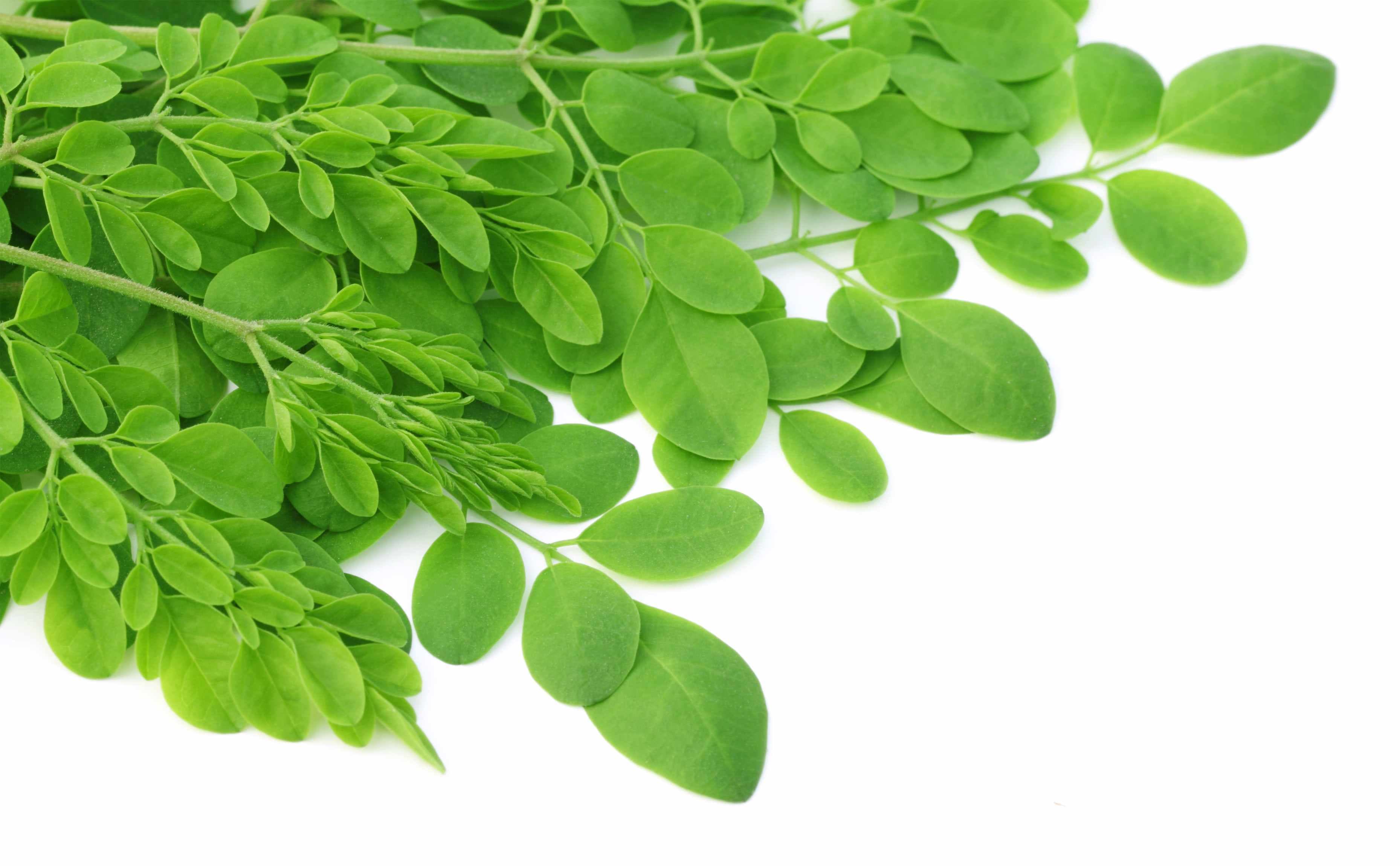 Moringa — die Nährstoffbombe