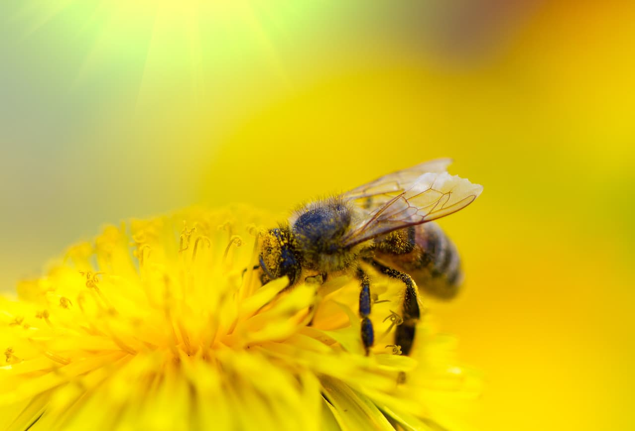 Propolis – das Kittharz der Bienen