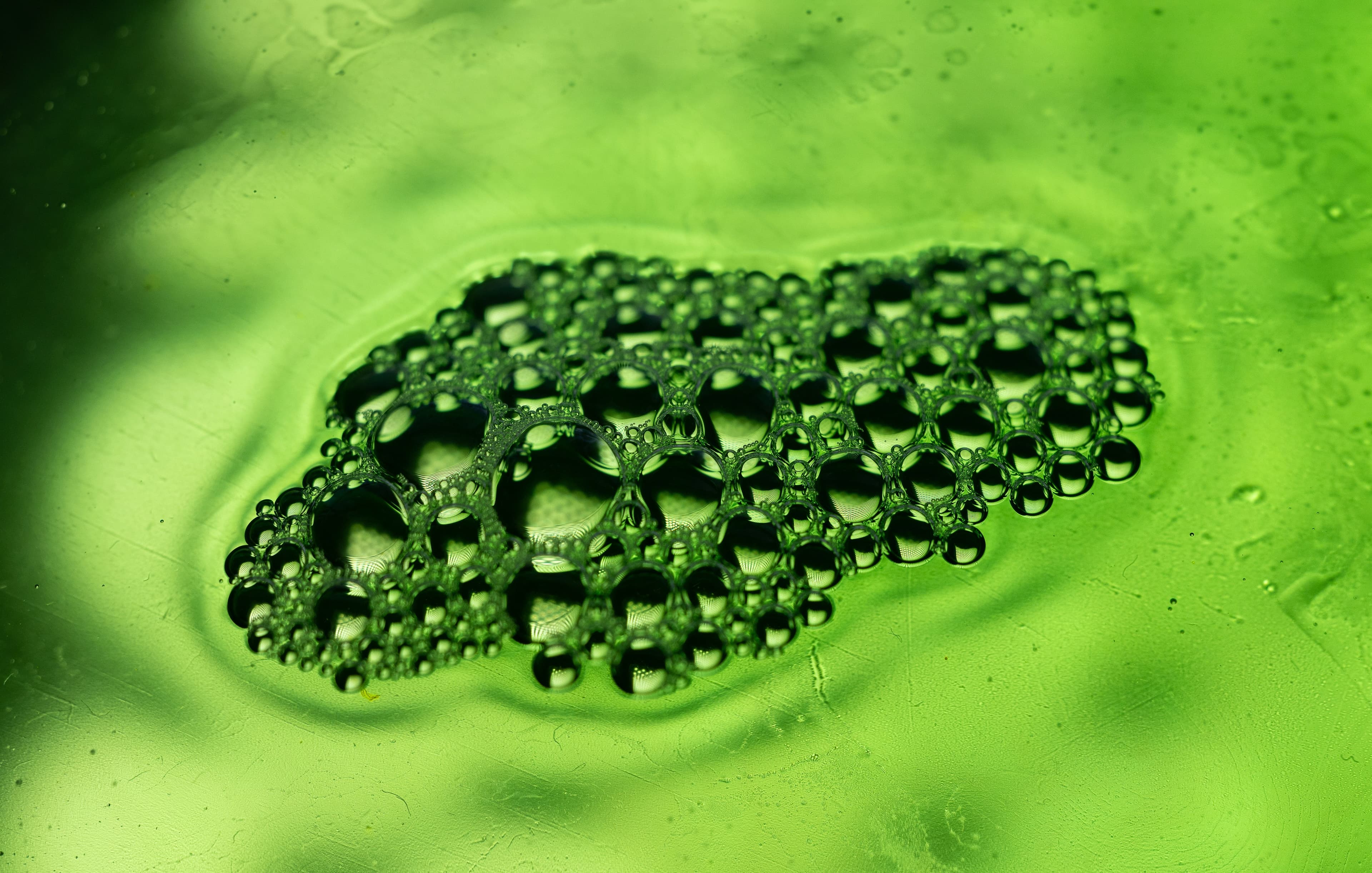 Chlorella – Die Königin des Grüns